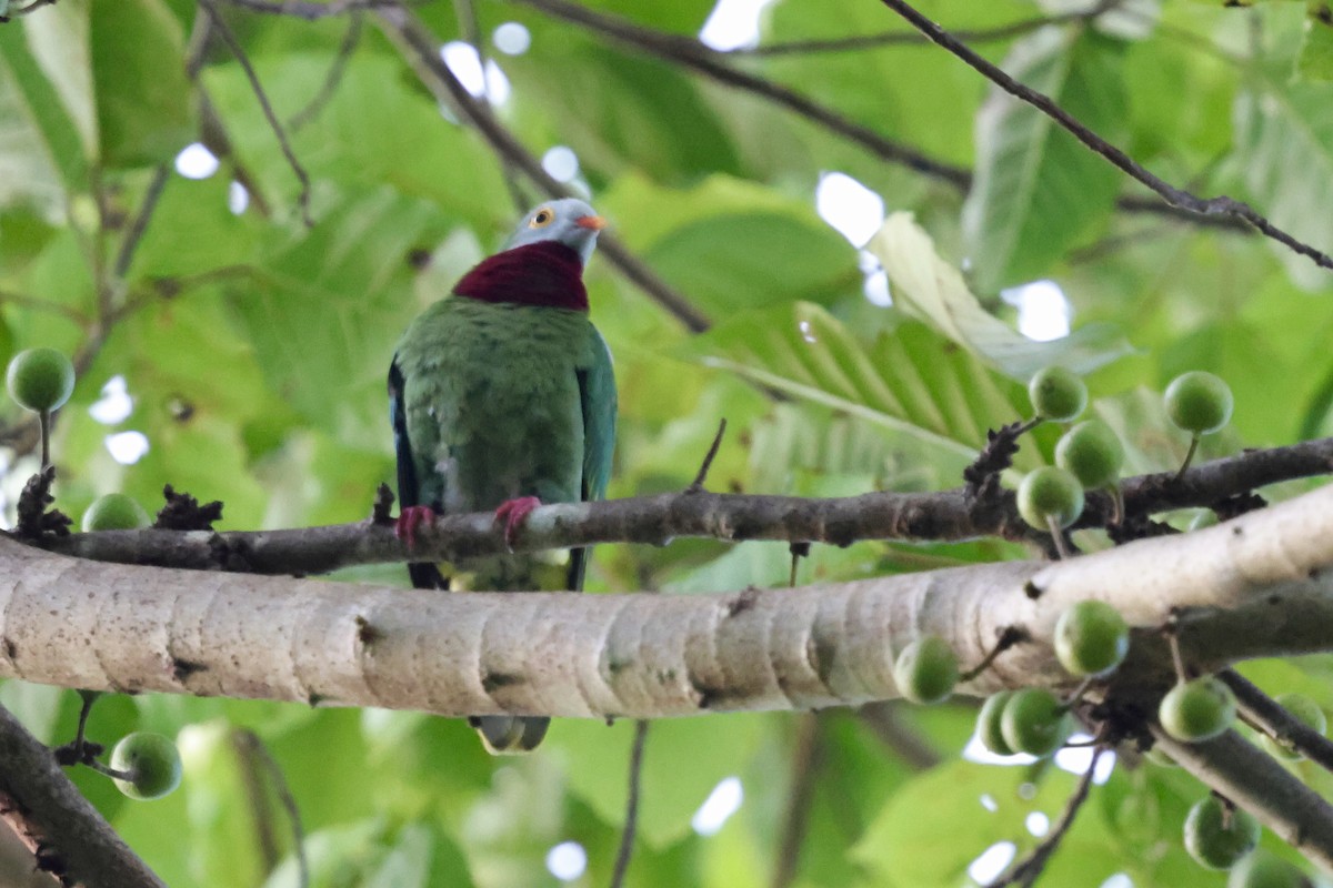 Claret-breasted Fruit-Dove - ML624839584