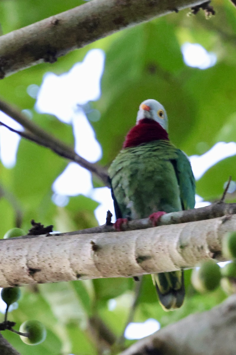 Claret-breasted Fruit-Dove - ML624839585