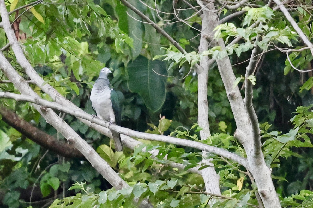 Spectacled Imperial-Pigeon - ML624839589