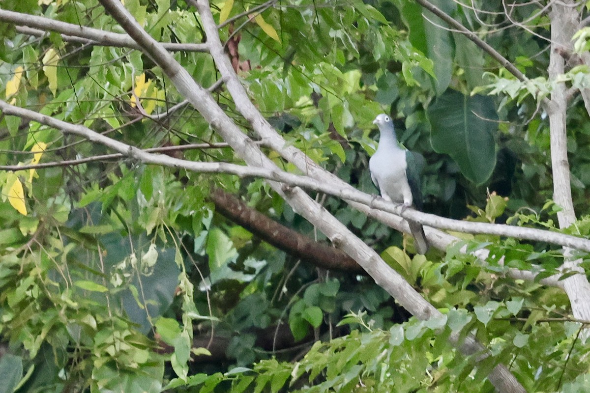 Spectacled Imperial-Pigeon - ML624839592