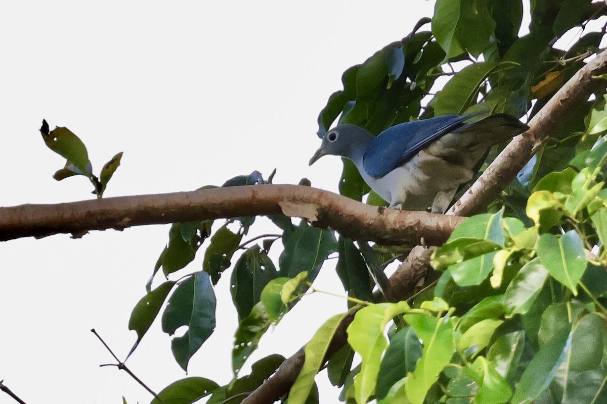 Spectacled Imperial-Pigeon - ML624839594