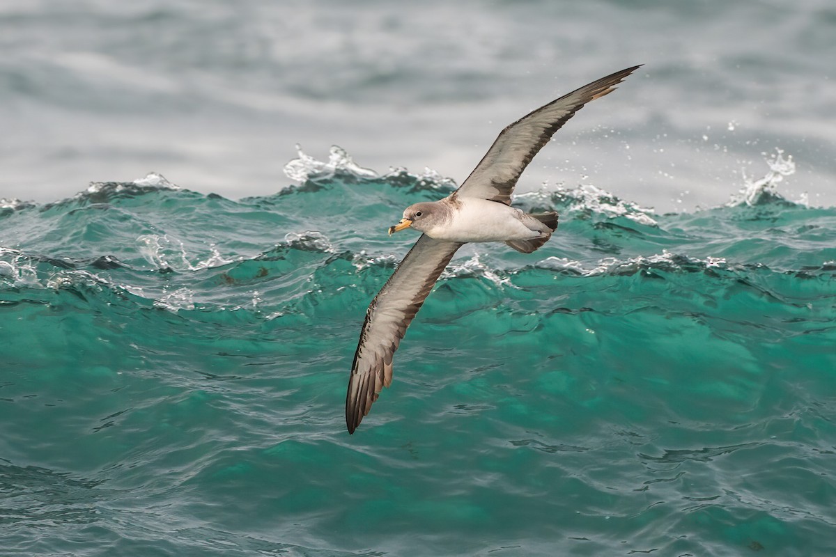 Scopoli's Shearwater - ML624839612