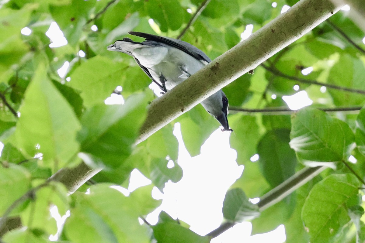Buru Cuckooshrike - ML624839622