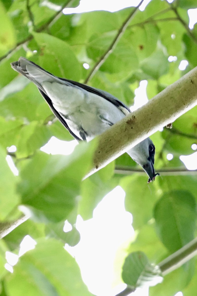 Buru Cuckooshrike - ML624839623