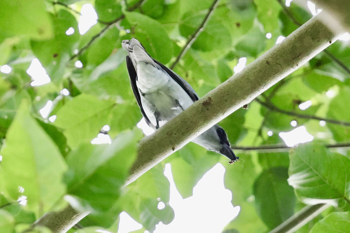 Buru Cuckooshrike - ML624839624