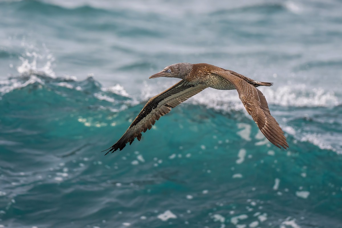 Northern Gannet - Yeray Seminario