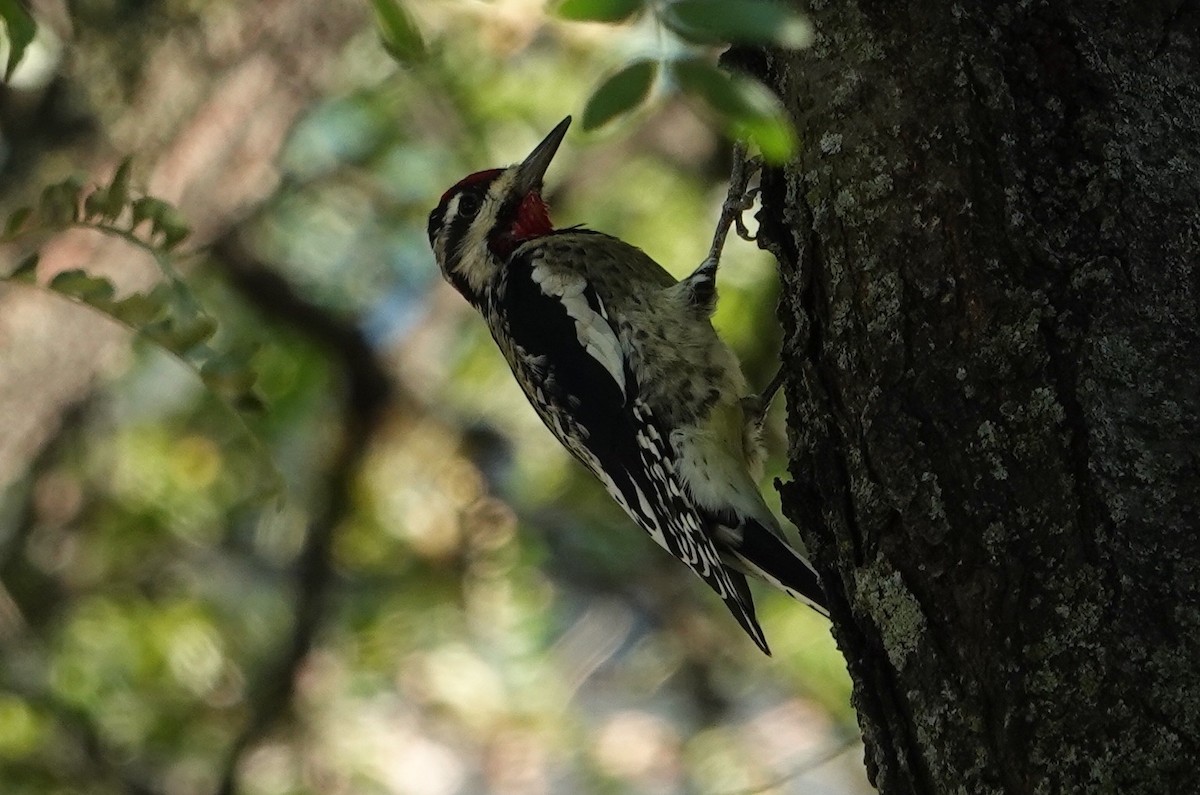Yellow-bellied Sapsucker - ML624839847