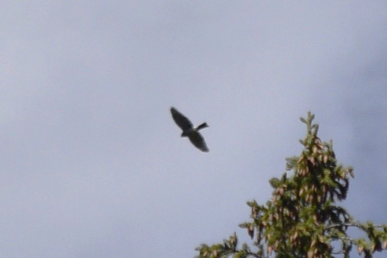 Accipiter sp. - ML624839858