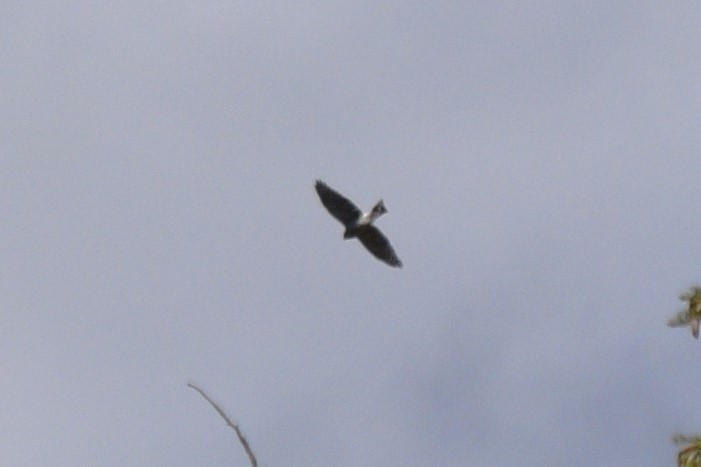 Accipiter sp. - ML624839889