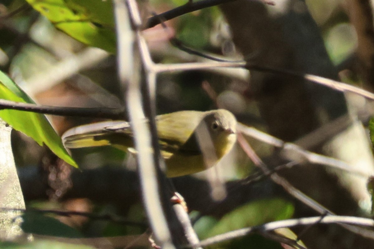 Nashville Warbler - ML624840730