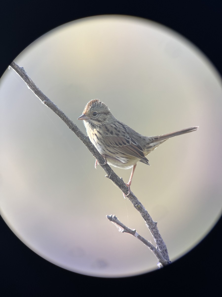 Lincoln's Sparrow - ML624840756