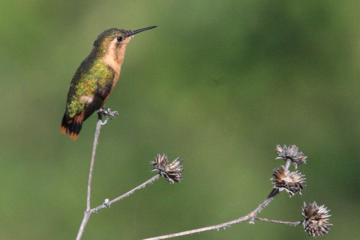 Colibri bourdon - ML624840894