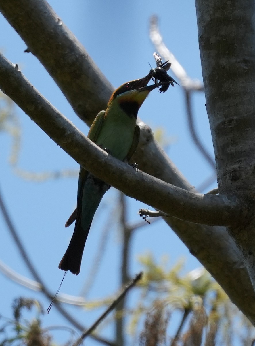 Rainbow Bee-eater - ML624840966