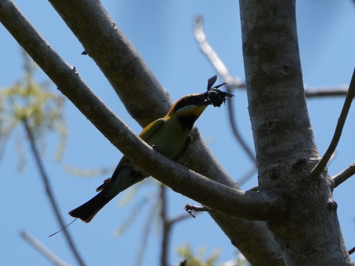 Rainbow Bee-eater - ML624840967