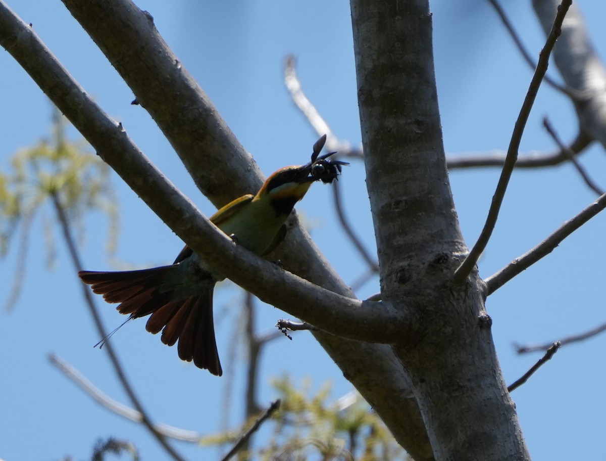 Rainbow Bee-eater - ML624840968