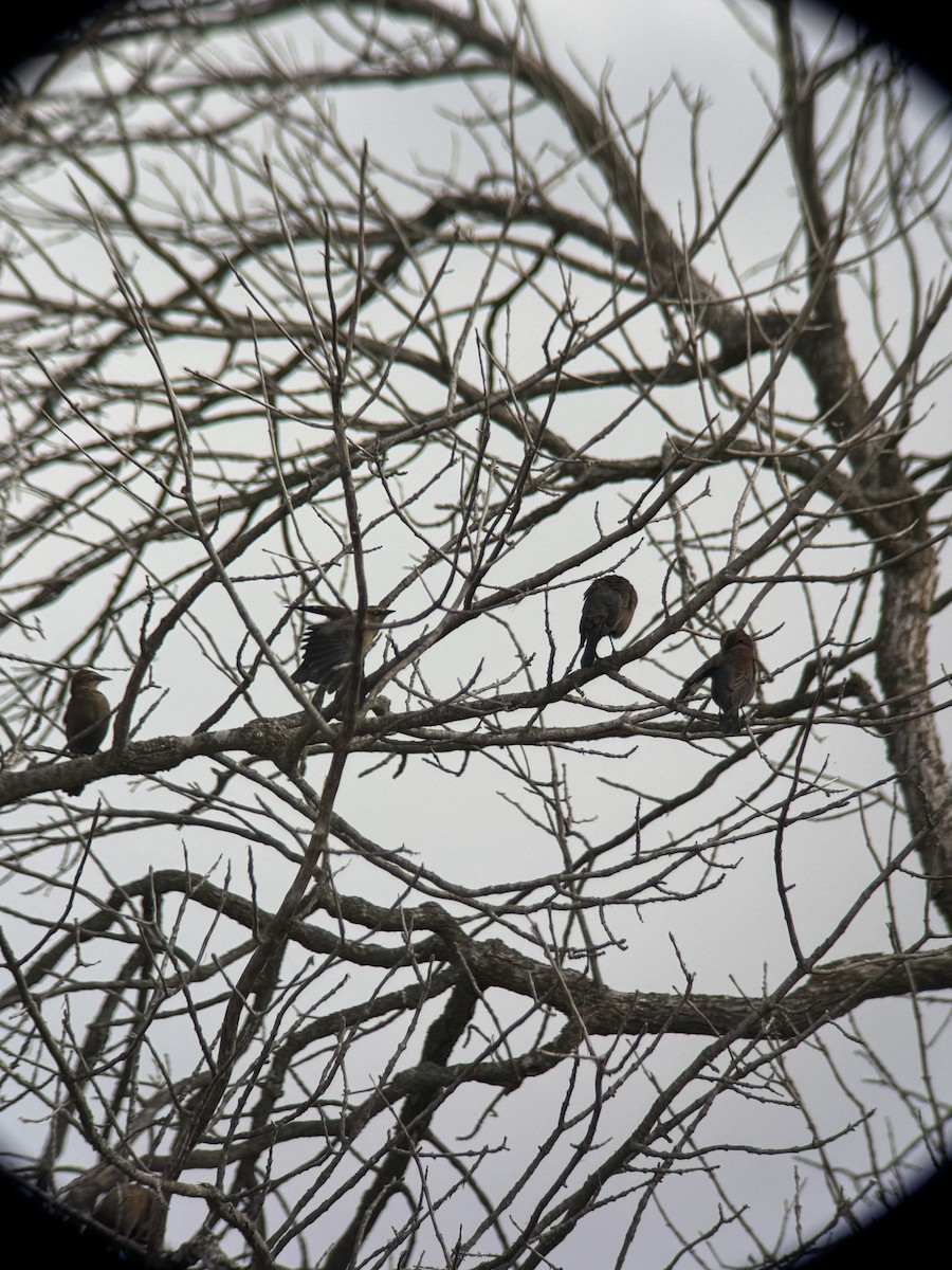 Rusty Blackbird - ML624840983
