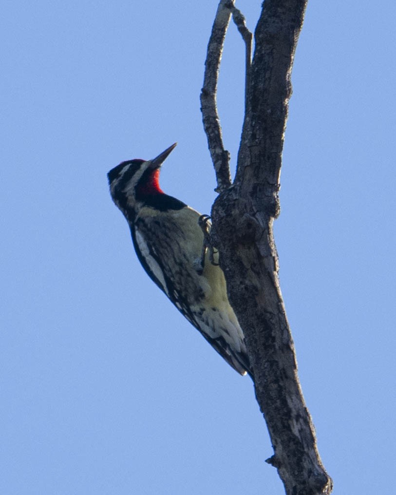 Yellow-bellied Sapsucker - ML624840984