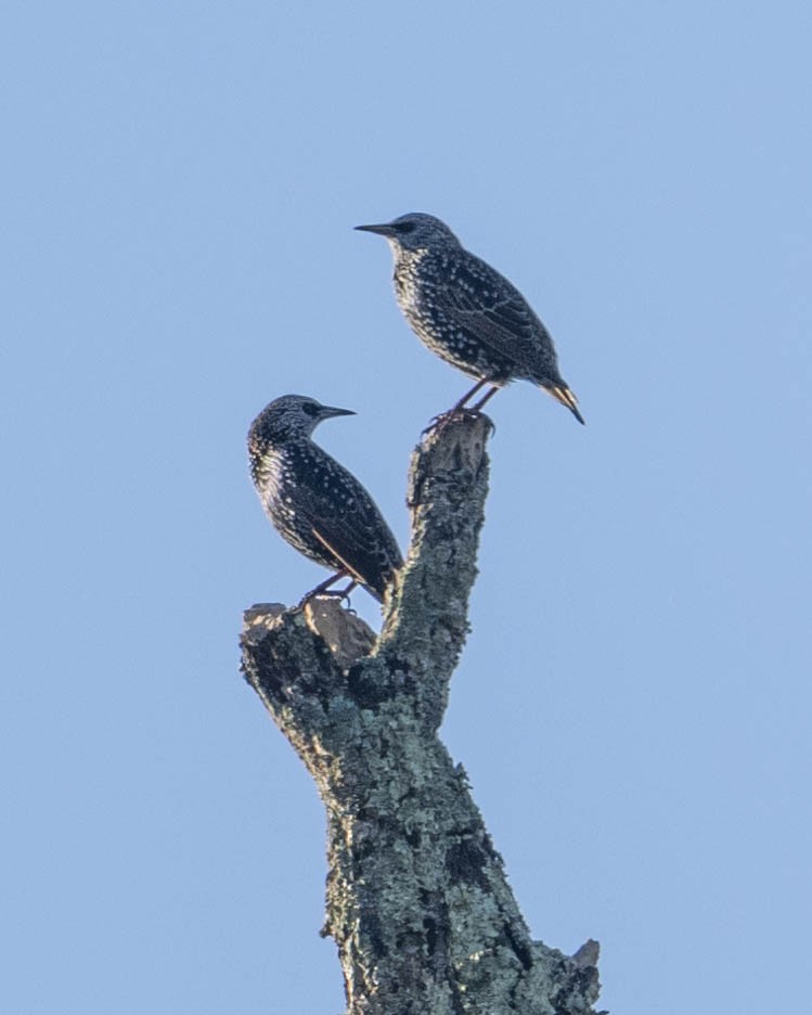 European Starling - ML624840992