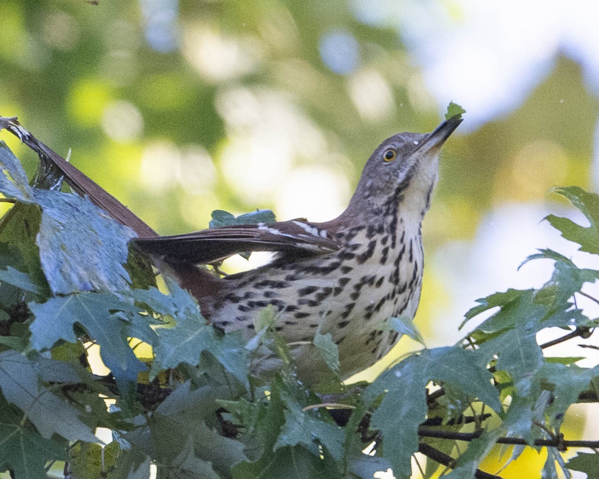 Brown Thrasher - ML624841000