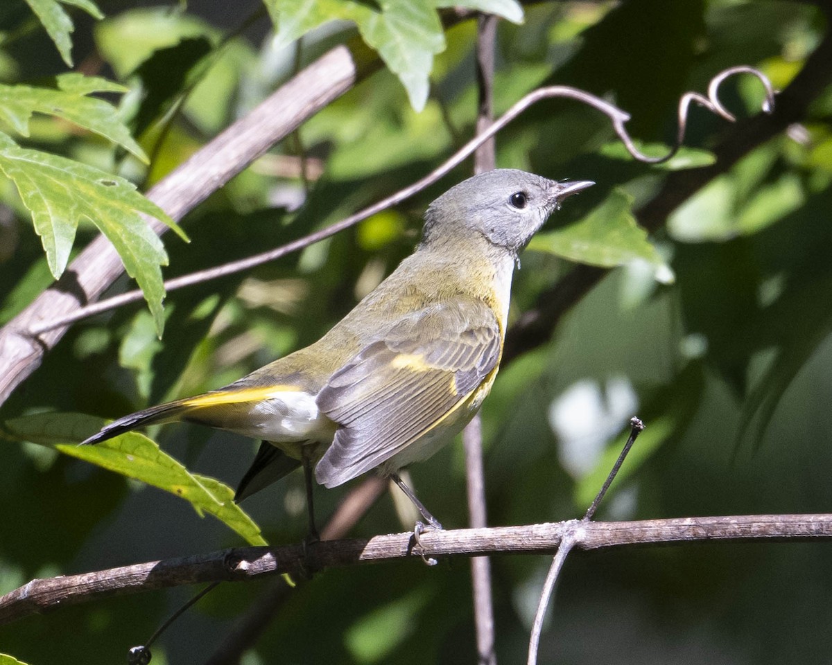 American Redstart - ML624841064