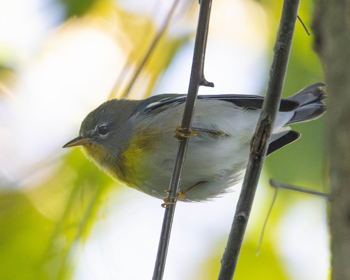 Northern Parula - ML624841076