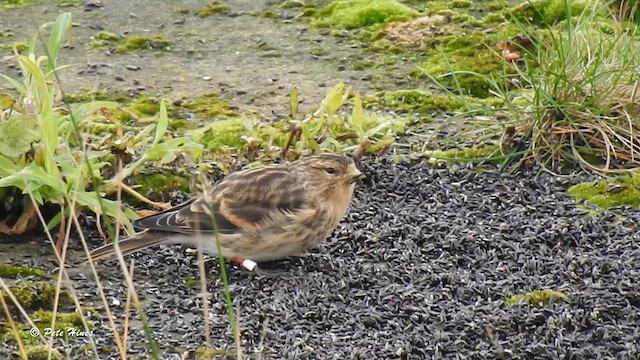 Fanello nordico - ML624841098