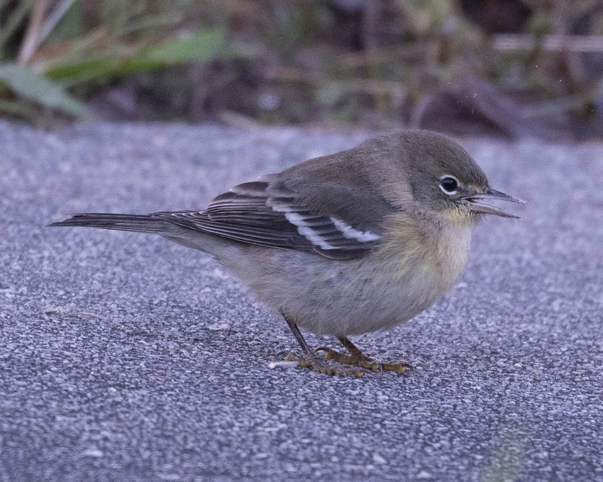 Pine Warbler - ML624841107