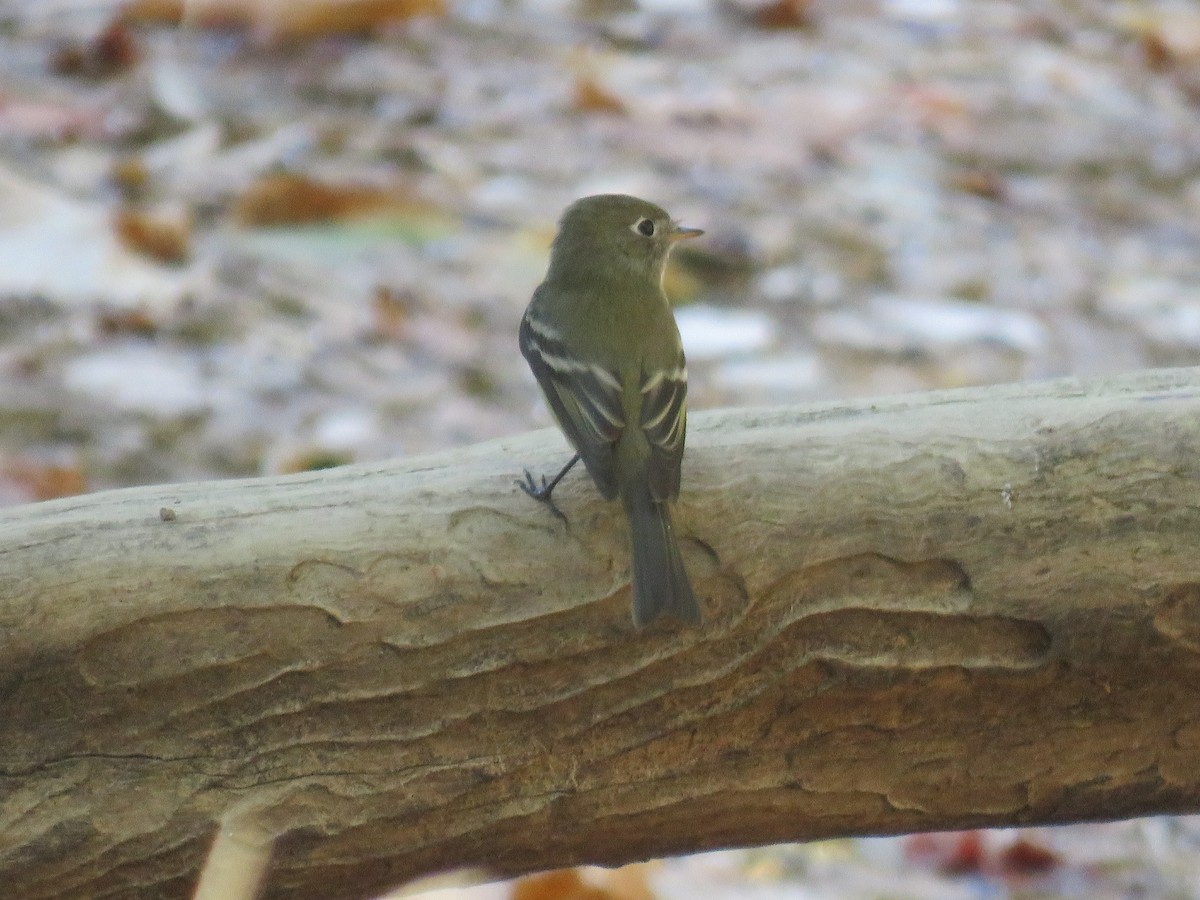 Western Flycatcher - ML624841144