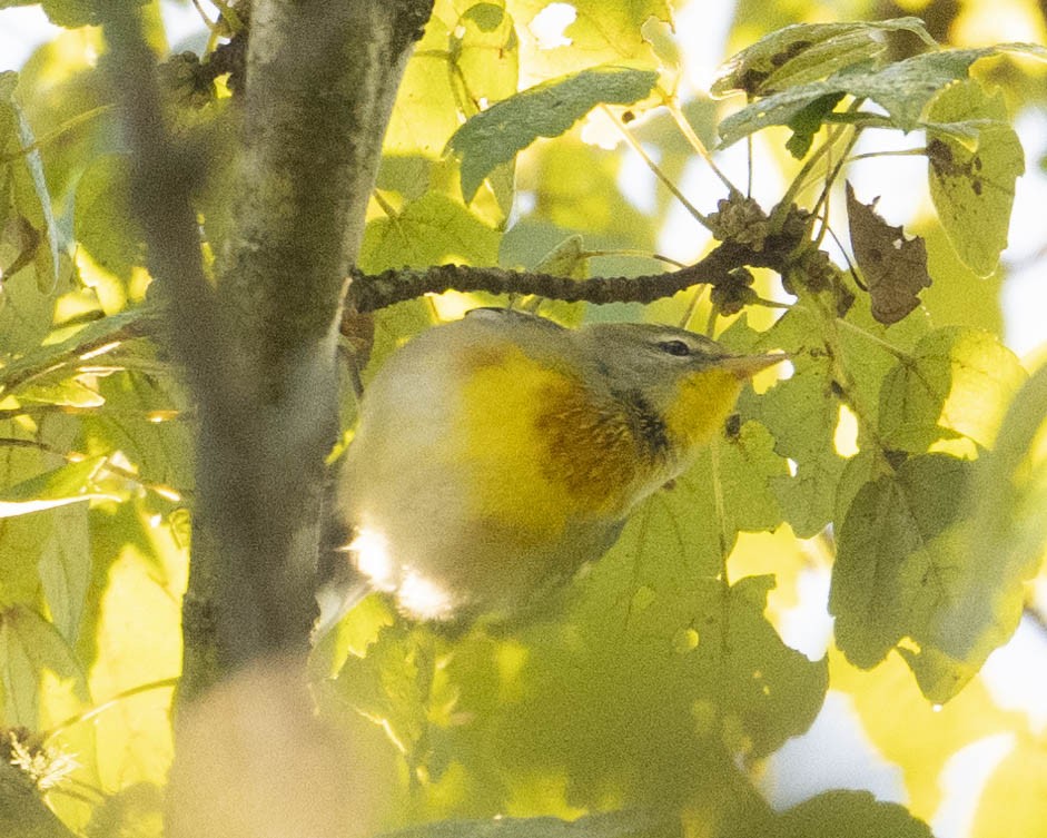 Northern Parula - ML624841162