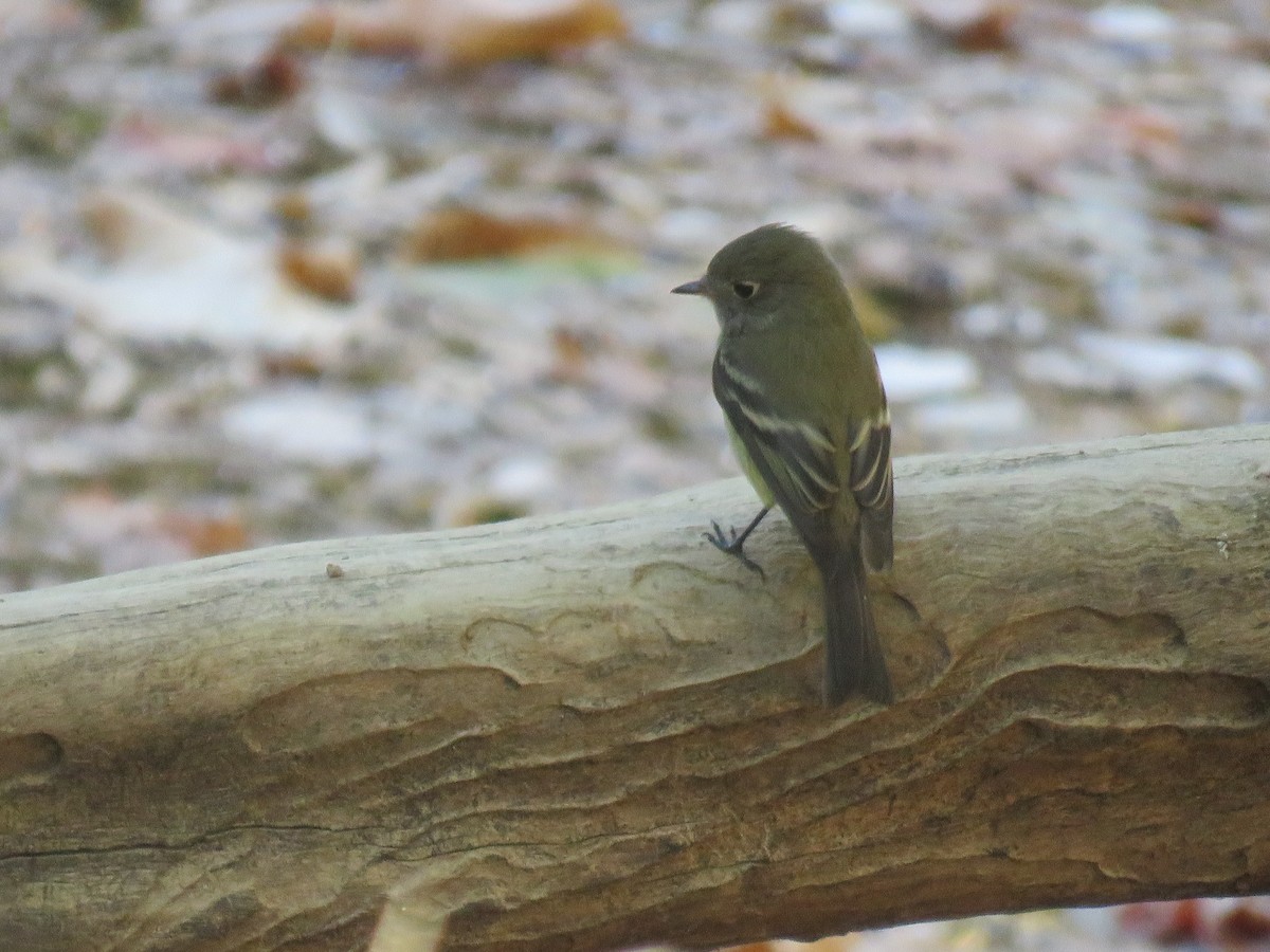 Western Flycatcher - ML624841165
