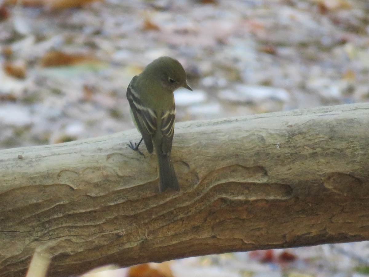 Western Flycatcher - ML624841171