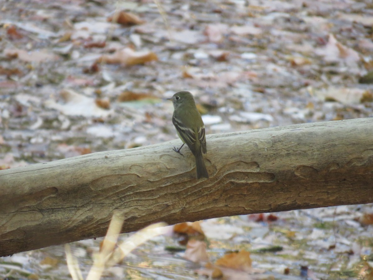 Western Flycatcher - ML624841173