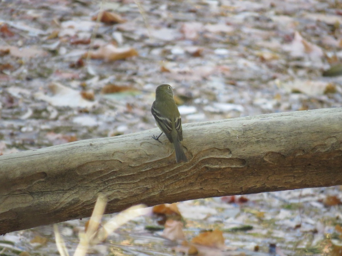 Western Flycatcher - ML624841179