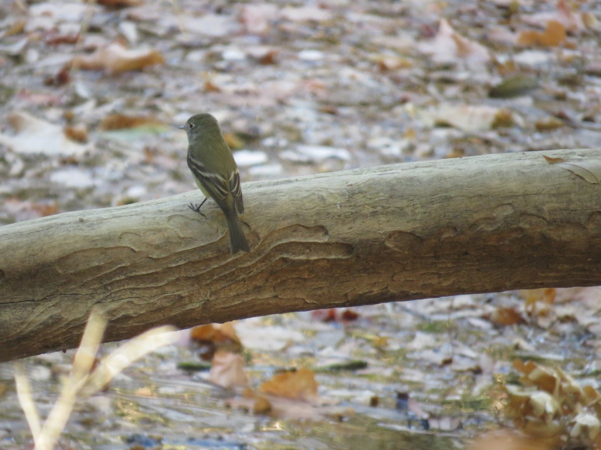 Western Flycatcher - ML624841188