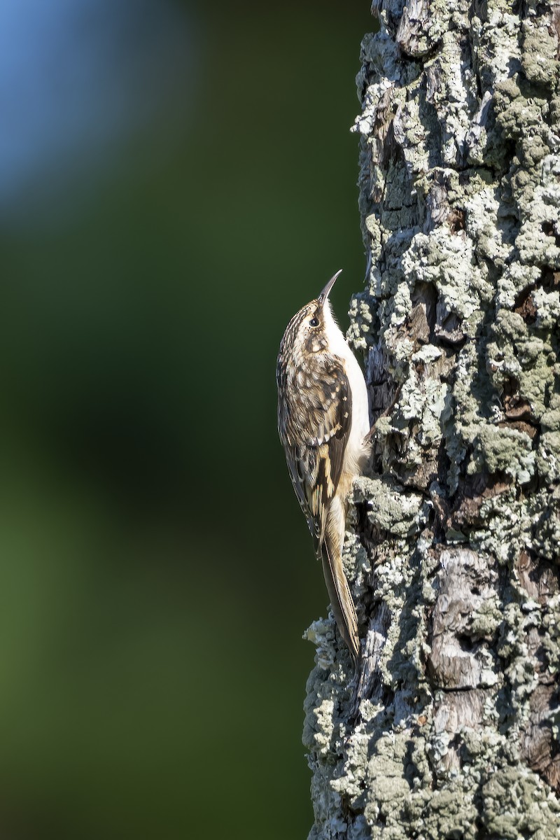 Brown Creeper - Steve & Betty Arthur