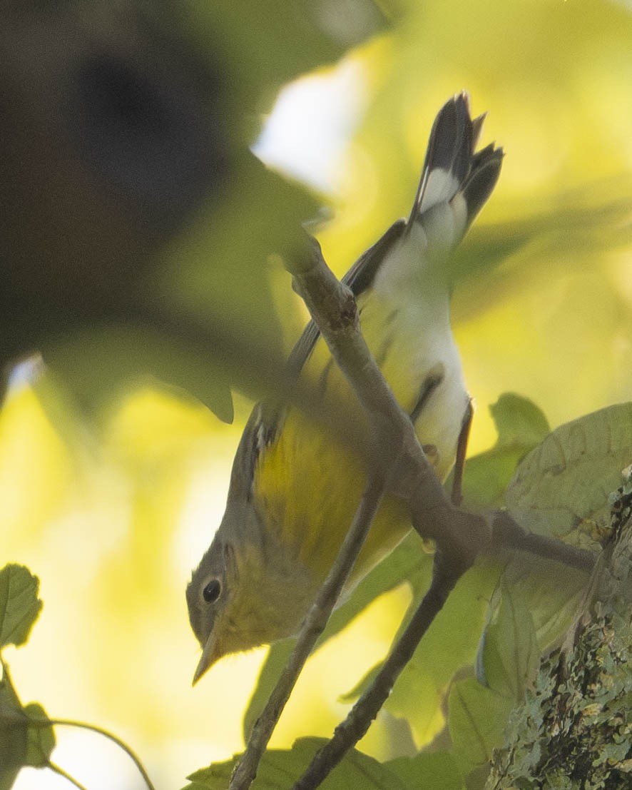Magnolia Warbler - ML624841246