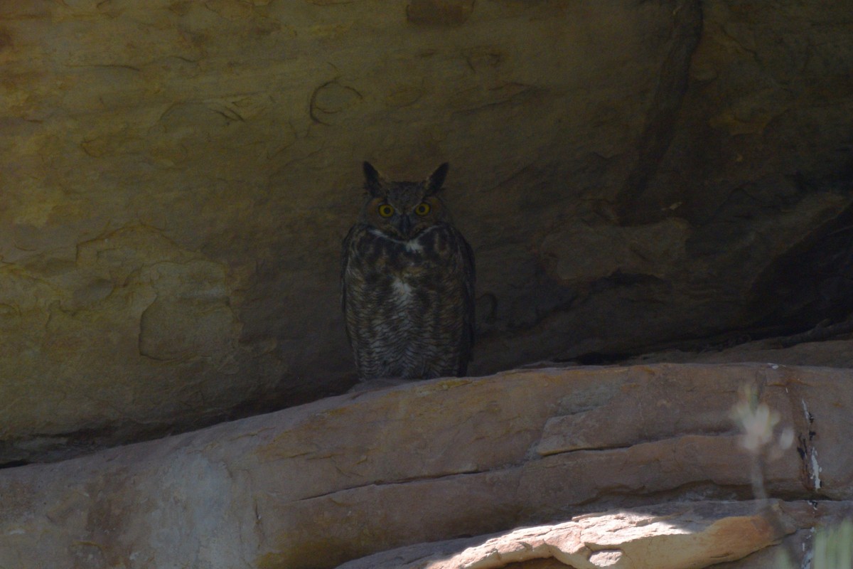 Great Horned Owl - ML624841257