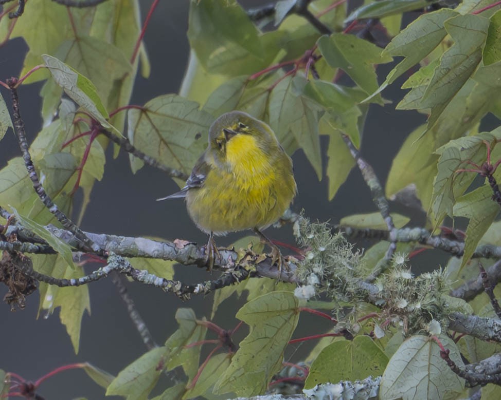 Pine Warbler - ML624841375