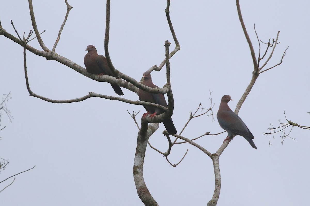 Red-billed Pigeon - Henggang Cui