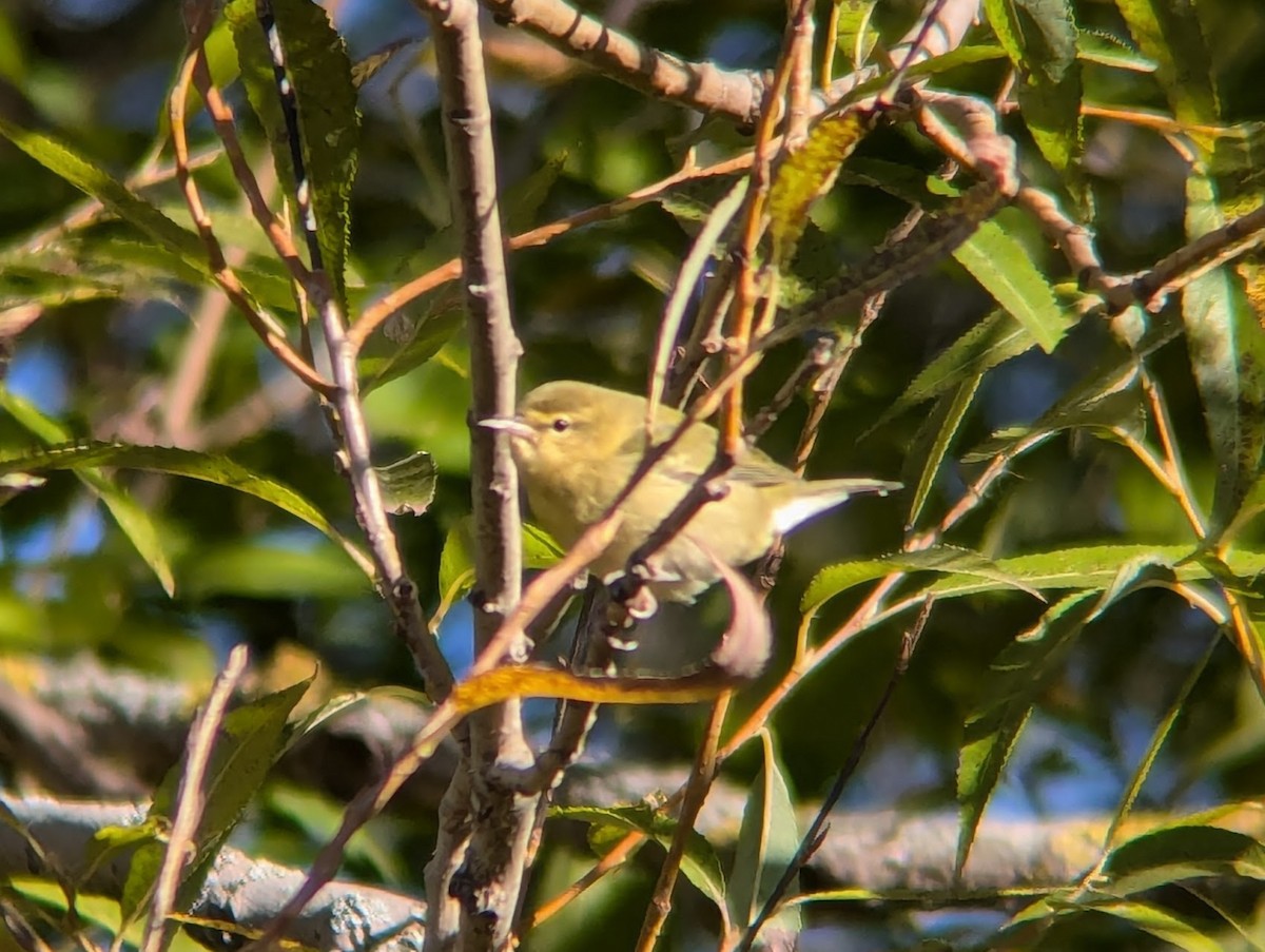 Tennessee Warbler - ML624841538