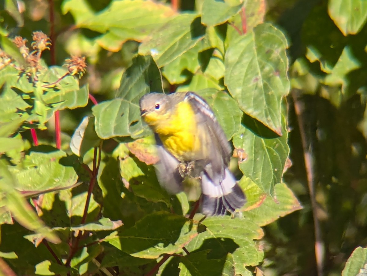 Magnolia Warbler - ML624841548