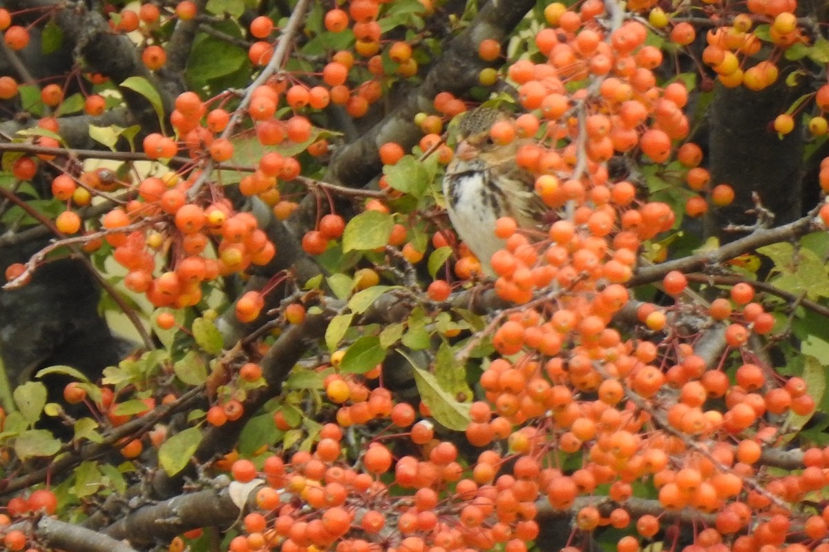 Harris's Sparrow - ML624841605