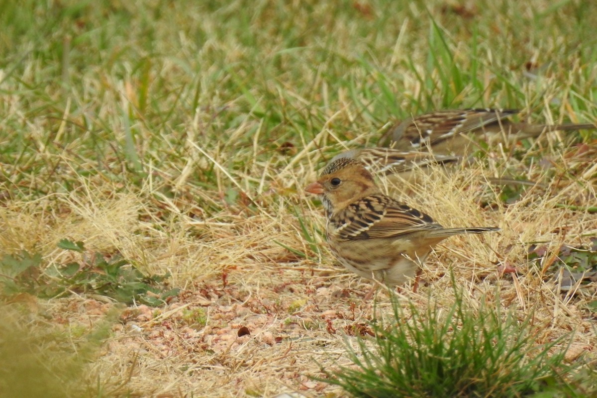 Harris's Sparrow - ML624841606