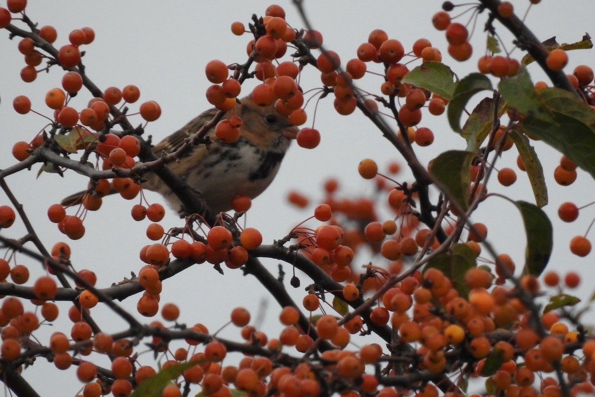 Harris's Sparrow - ML624841607