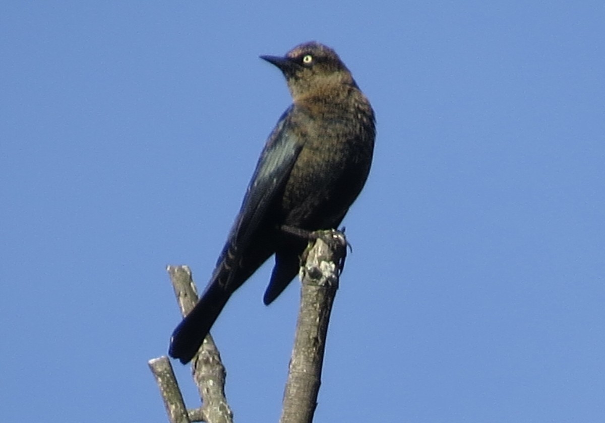 Rusty Blackbird - ML624841676