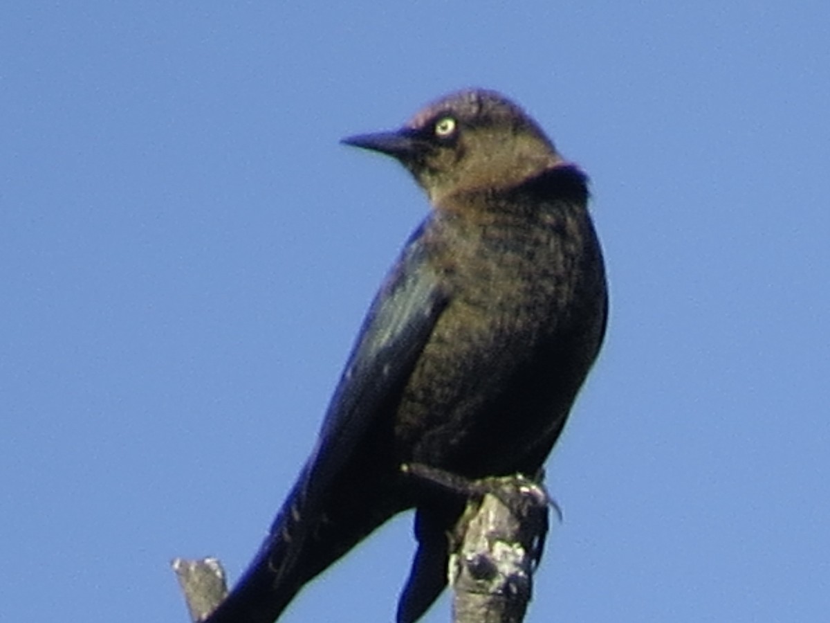 Rusty Blackbird - ML624841677