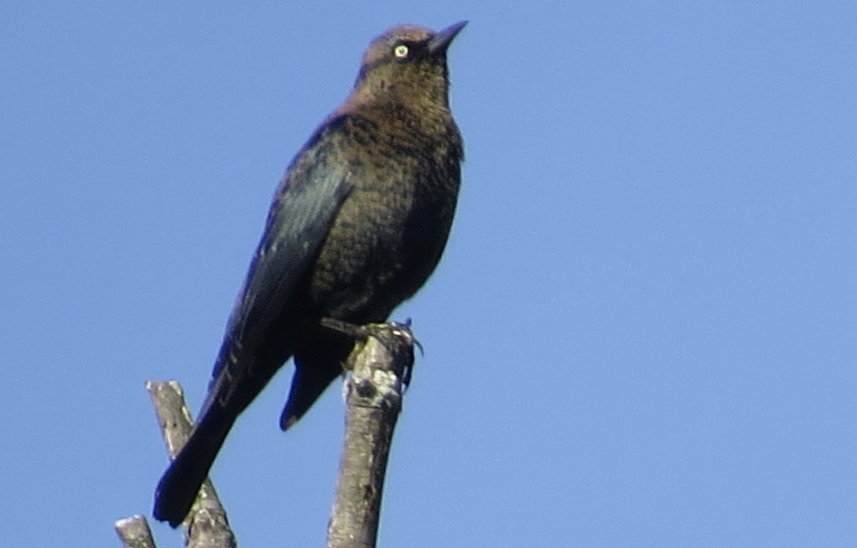 Rusty Blackbird - ML624841678