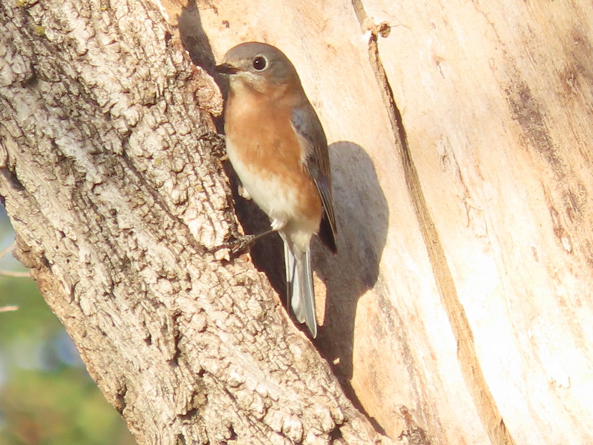 Eastern Bluebird - ML624841700