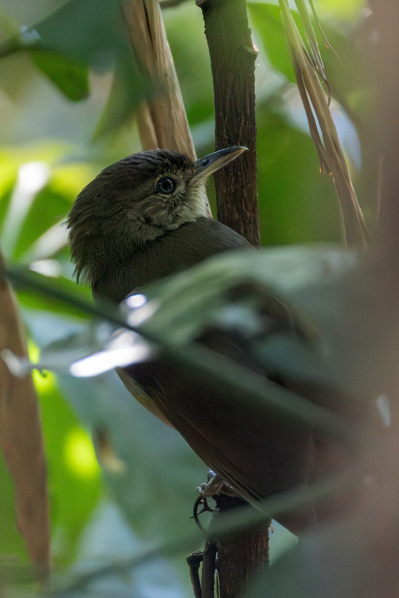 Little Greenbul - ML624841711