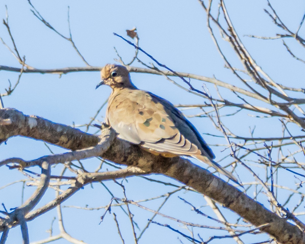 Mourning Dove - ML624841713